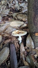 Pantherinae