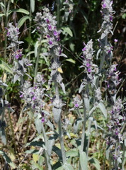 Stachys cretica
