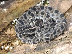 Sistrurus miliarius barbouri