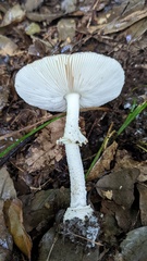 Pantherinae