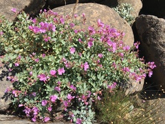 Epilobium rigidum