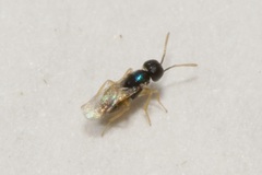 Encyrtidae