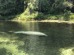 Trichechus manatus