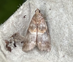 Moodna ostrinella