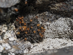 Coscinodon cribrosus