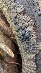 Annulohypoxylon truncatum