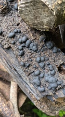 Annulohypoxylon truncatum