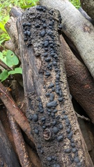 Annulohypoxylon truncatum