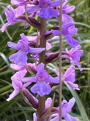 Orchidinae