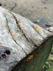 Dacrymycetaceae