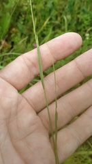 Agrostis