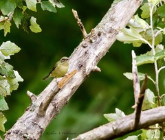 Setophaga caerulescens