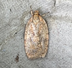 Agonopterix thelmae