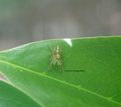 Hyllus