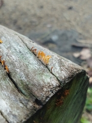 Dacrymycetaceae