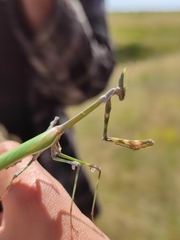 Empusa pennicornis