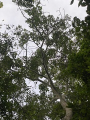 Roseodendron donnell-smithii