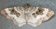 Epirrhoe alternata