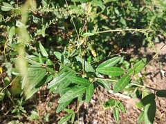 Desmodium sessilifolium