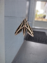 Eumorpha fasciatus