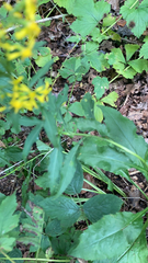 Solidago virgaurea