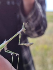 Empusa pennicornis