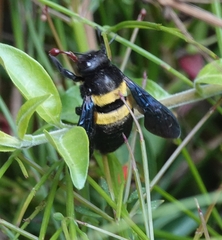 Xylocopa caffra