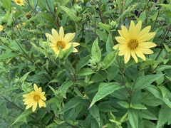 Helianthus