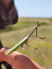Empusa pennicornis