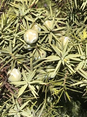 Juniperus macrocarpa