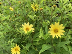 Helianthus