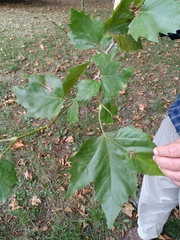 Platanus