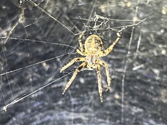 Larinioides sclopetarius