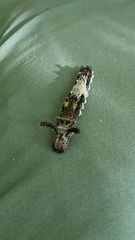 Limenitis