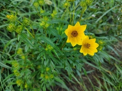Bidens aristosa