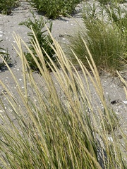 Ammophila breviligulata