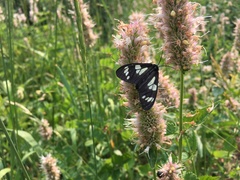 Gnophaela latipennis