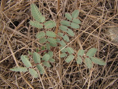 Hoffmannseggia glauca