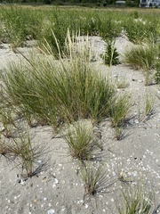 Ammophila breviligulata