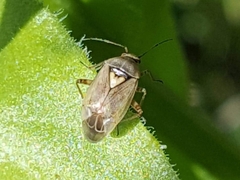 Lygus rugulipennis