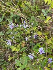 Symphyotrichum oolentangiense