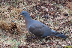 Columba palumbus palumbus