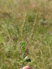 Veronica prostrata