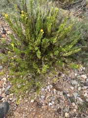 Limbarda crithmoides longifolia