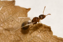 Temnothorax