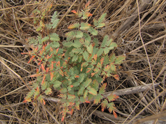 Hoffmannseggia glauca