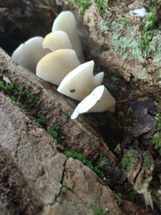 Hohenbuehelia petaloides