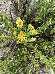 Limbarda crithmoides longifolia