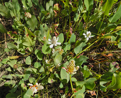Anemopsis californica