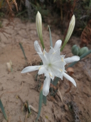 Pancratium maritimum